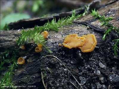 Phaeohelotium fulvidulum