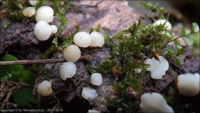 Phaeohelotium geogenum