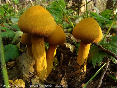 Phaeolepiota aurea