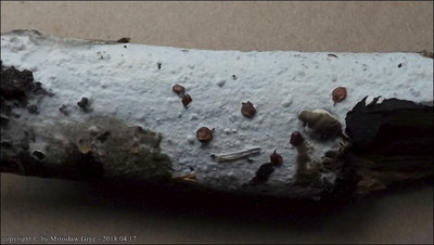 Phanerochaete sordida