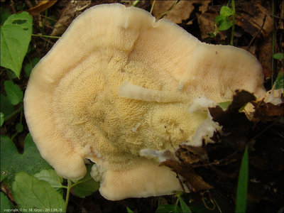 Merulius tremellosus
