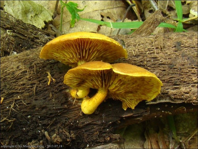 Pholiota sp. (2013.07.18)
