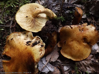 Pholiota sp. (2014.08.28)