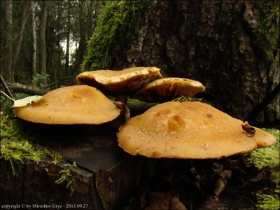 Pholiota adiposa