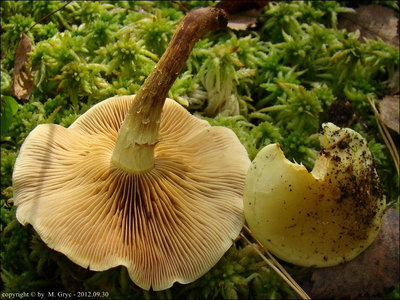 Pholiota alnicola