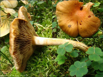 Pholiota astragalina