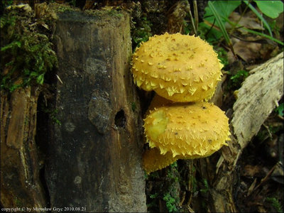 Pholiota flammans