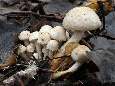 Ph. gummosa var. gummosa