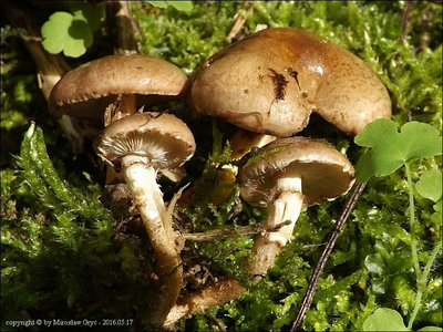 Ph. gummosa var. rufobrunnea