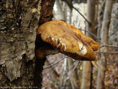 Pholiota heteroclita