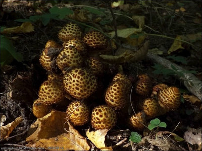Pholiota jahnii