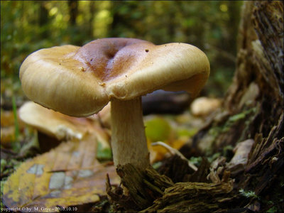 Pholiota lubrica