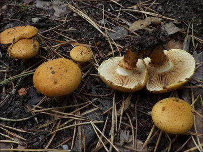 Pholiota lucifera