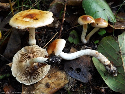 Pholiota mixta