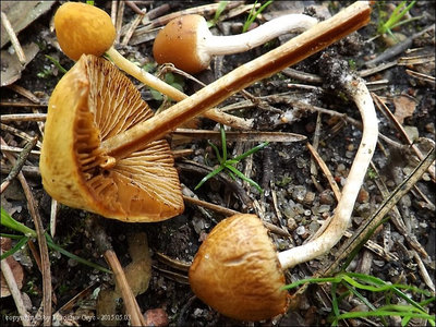 Pholiotina nemoralis var. nemoralis