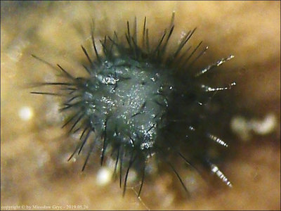 Phomatospora