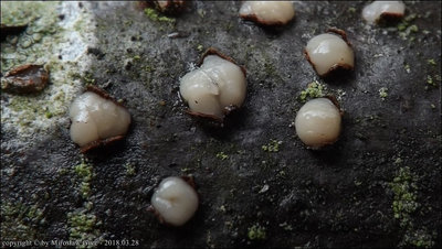 Platygloea disciformis