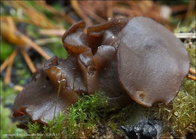 Plicaria endocarpoides