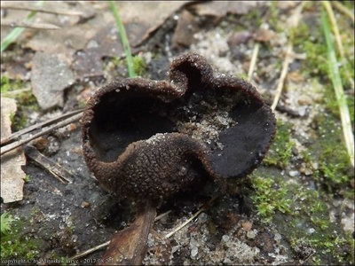 Plicariella scabrosa