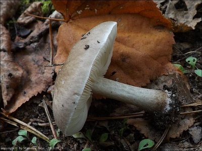 Pluteus sp. (2018.09.23)