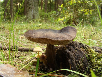 Pluteus atromarginatus