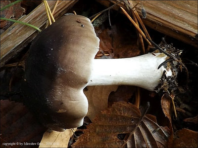 Pluteus brunneidiscus