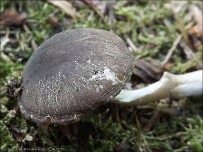 Pluteus cinereofuscus
