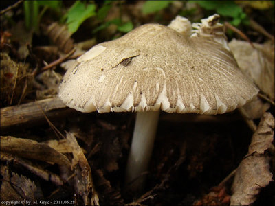 Pluteus ephebeus