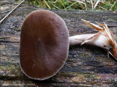 Pluteus kovalenkoi