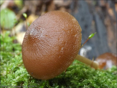 Pluteus mammifer