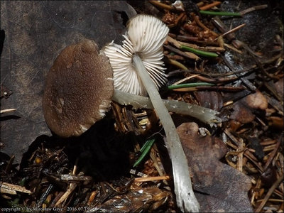Pluteus phlebophorus