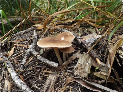 Pluteus plautus