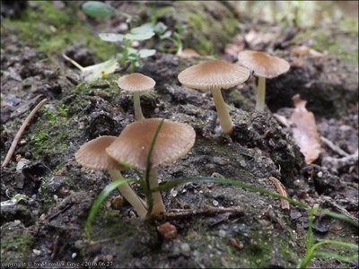 P. podospileus f. minutissimus