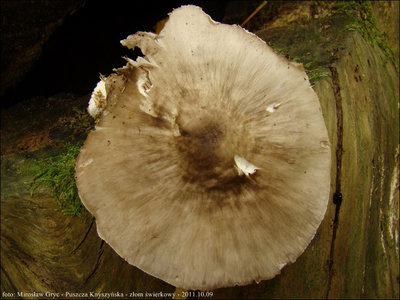 Pluteus pouzarianus