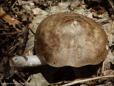 Pluteus rangifer