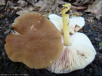 Pluteus romellii