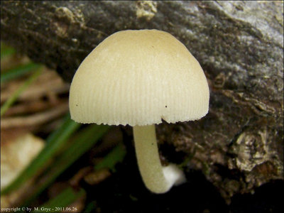 Pluteus semibulbosus