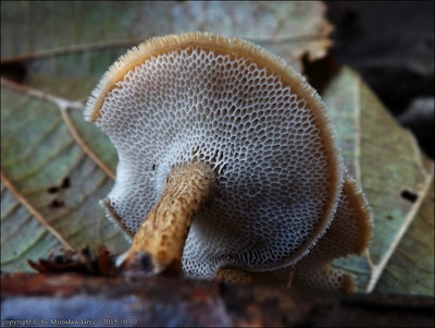 Polyporus arcularius