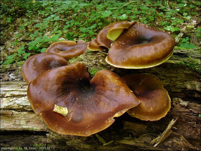 Polyporus badius