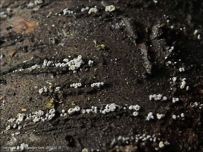 Proliferodiscus pulveraceus