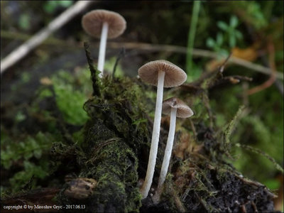 Psathyrella sp (2017.06.13)