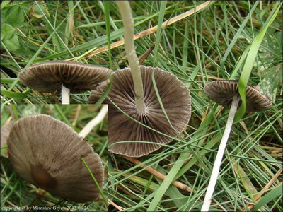 Psathyrella atomatoides