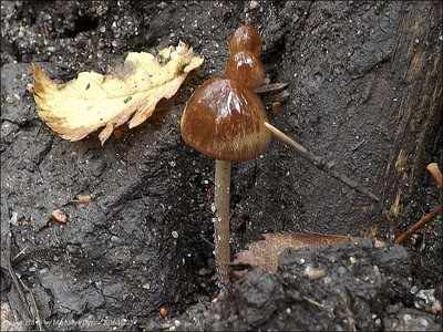 Psathyrella bipellis