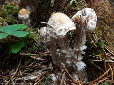 Psathyrella caput-medusae