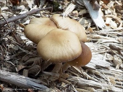 Psathyrella cortinarioides