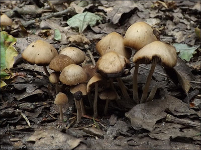 Psathyrella fusca
