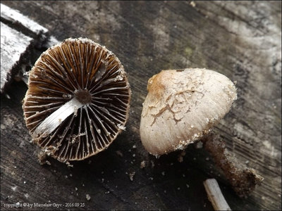 Psathyrella impexa