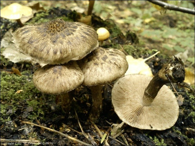 Psathyrella maculata