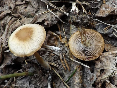 Psathyrella noli-tangere