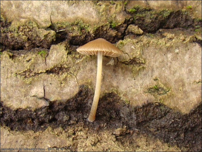 Psathyrella obtusata